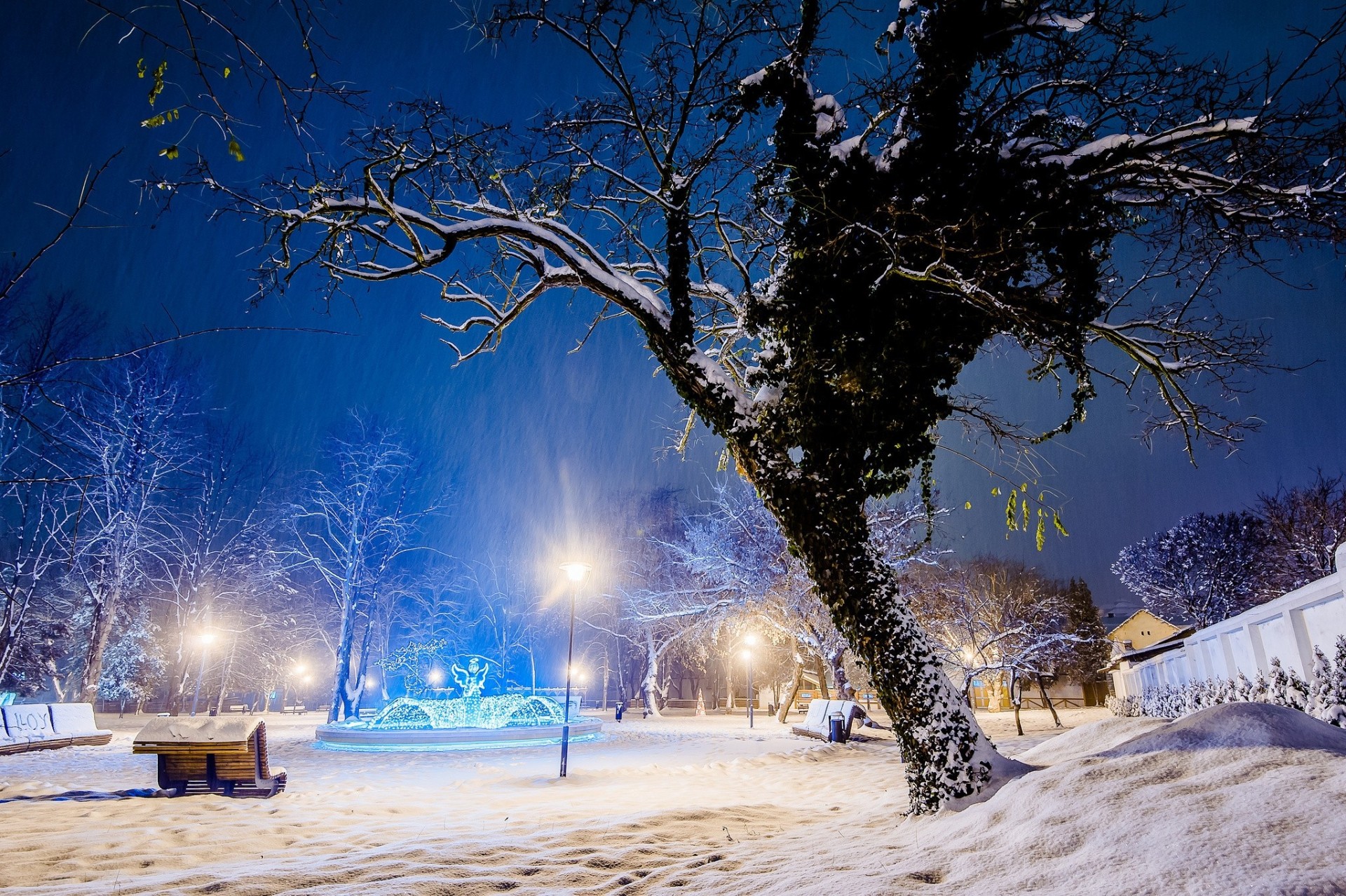 tree shop trees benches park snow winter light