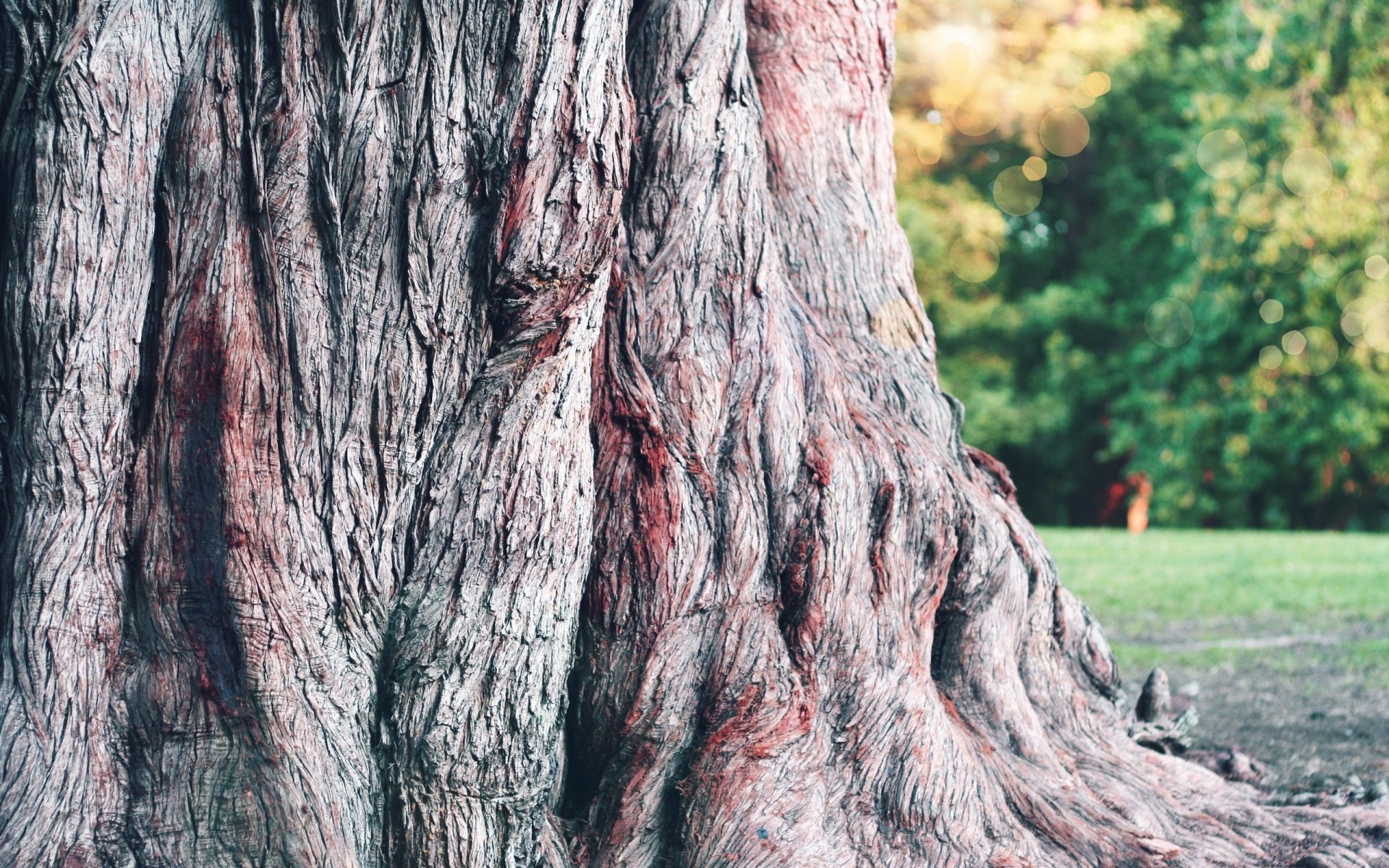 arbre écorce tronc gros plan