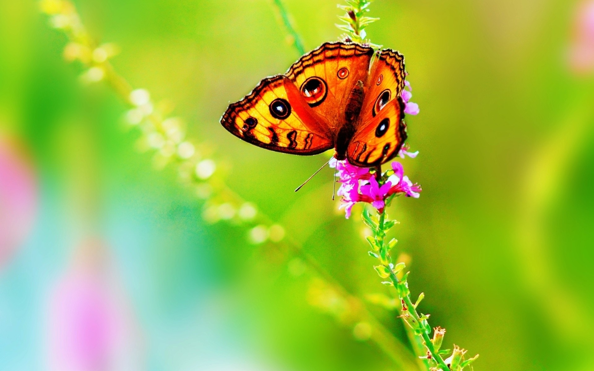 blume natur farben sommer hintergrundbeleuchtung hell