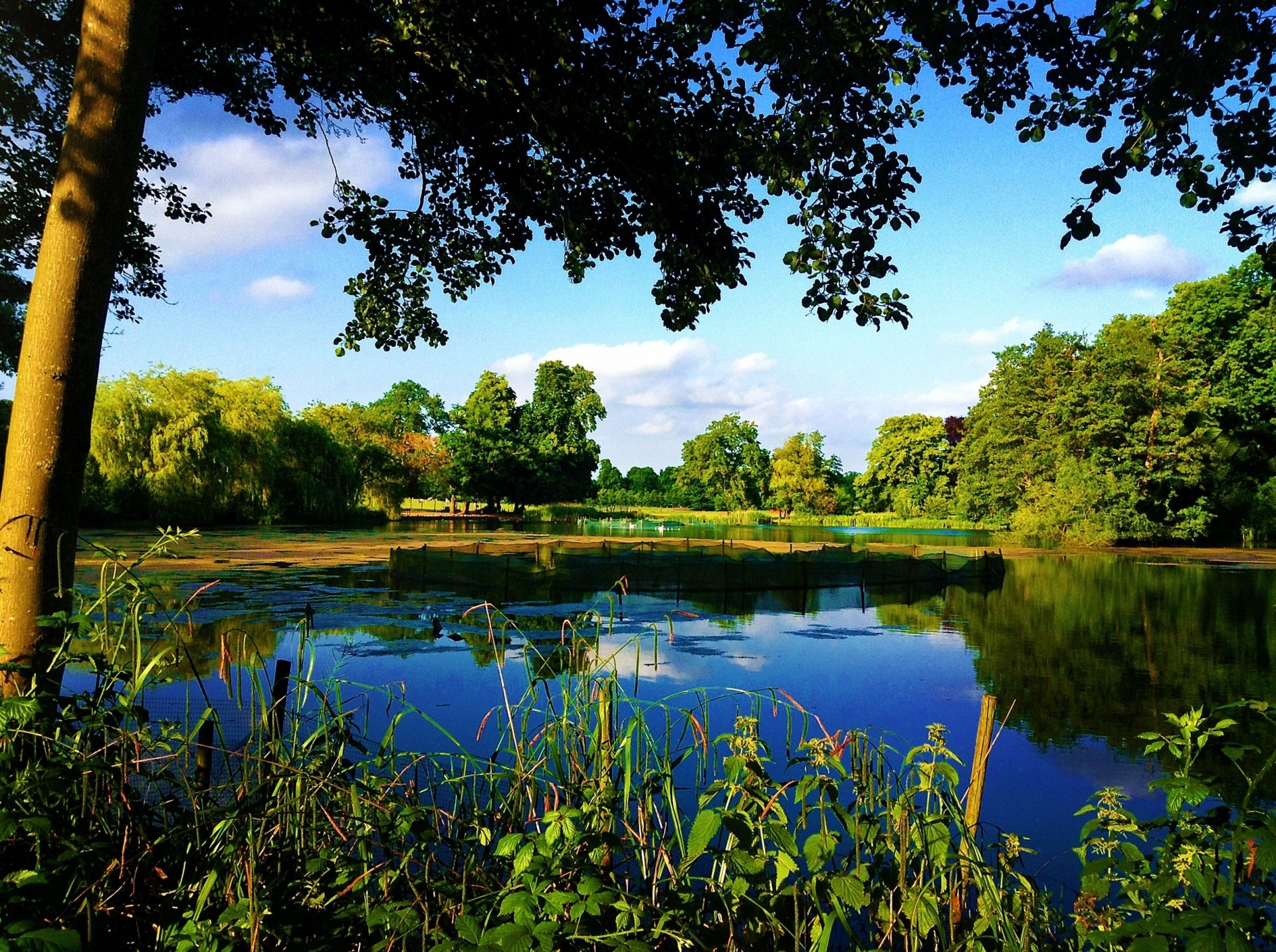 lake tree plants landscape nature