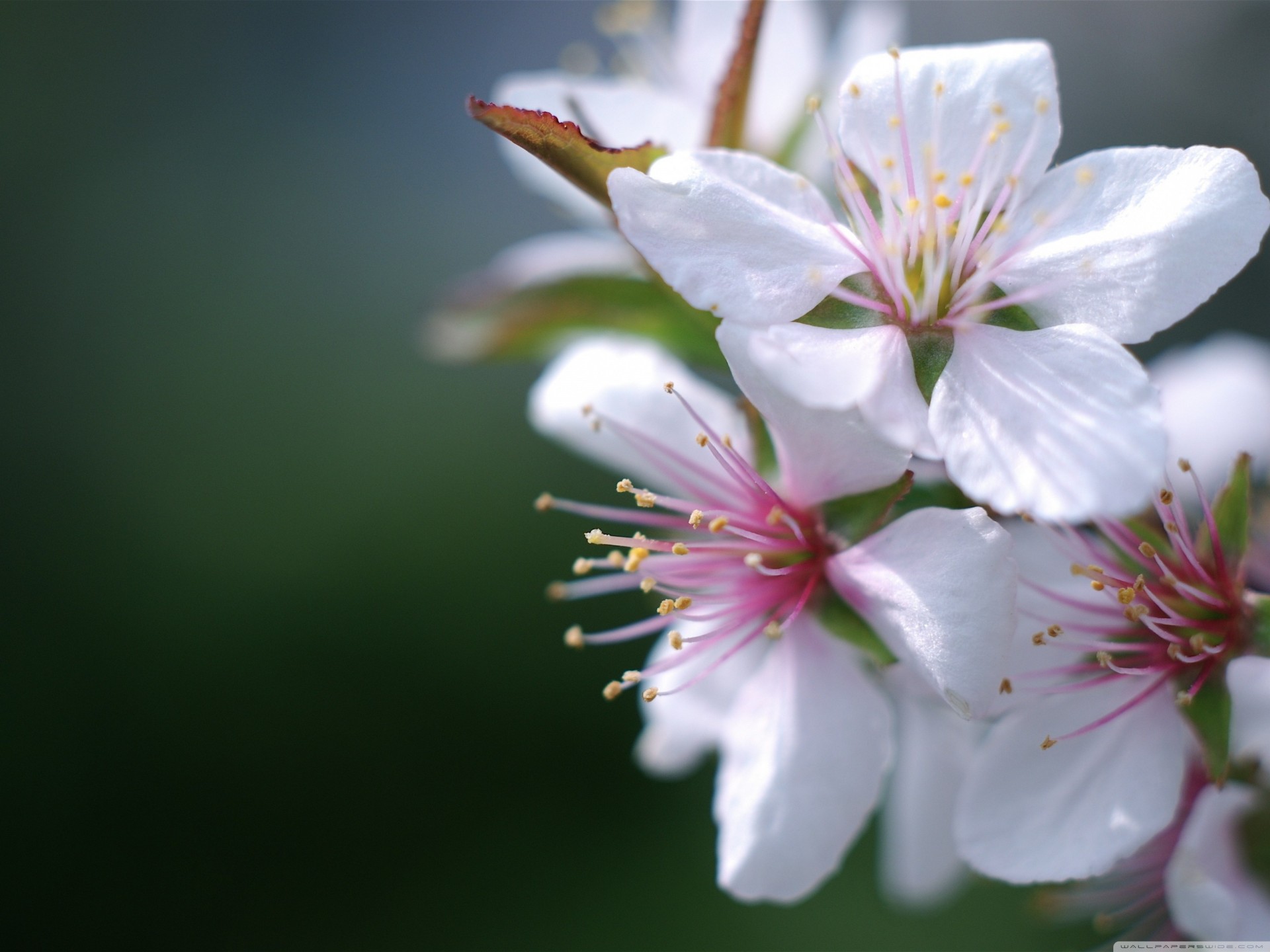 flores macro sakura