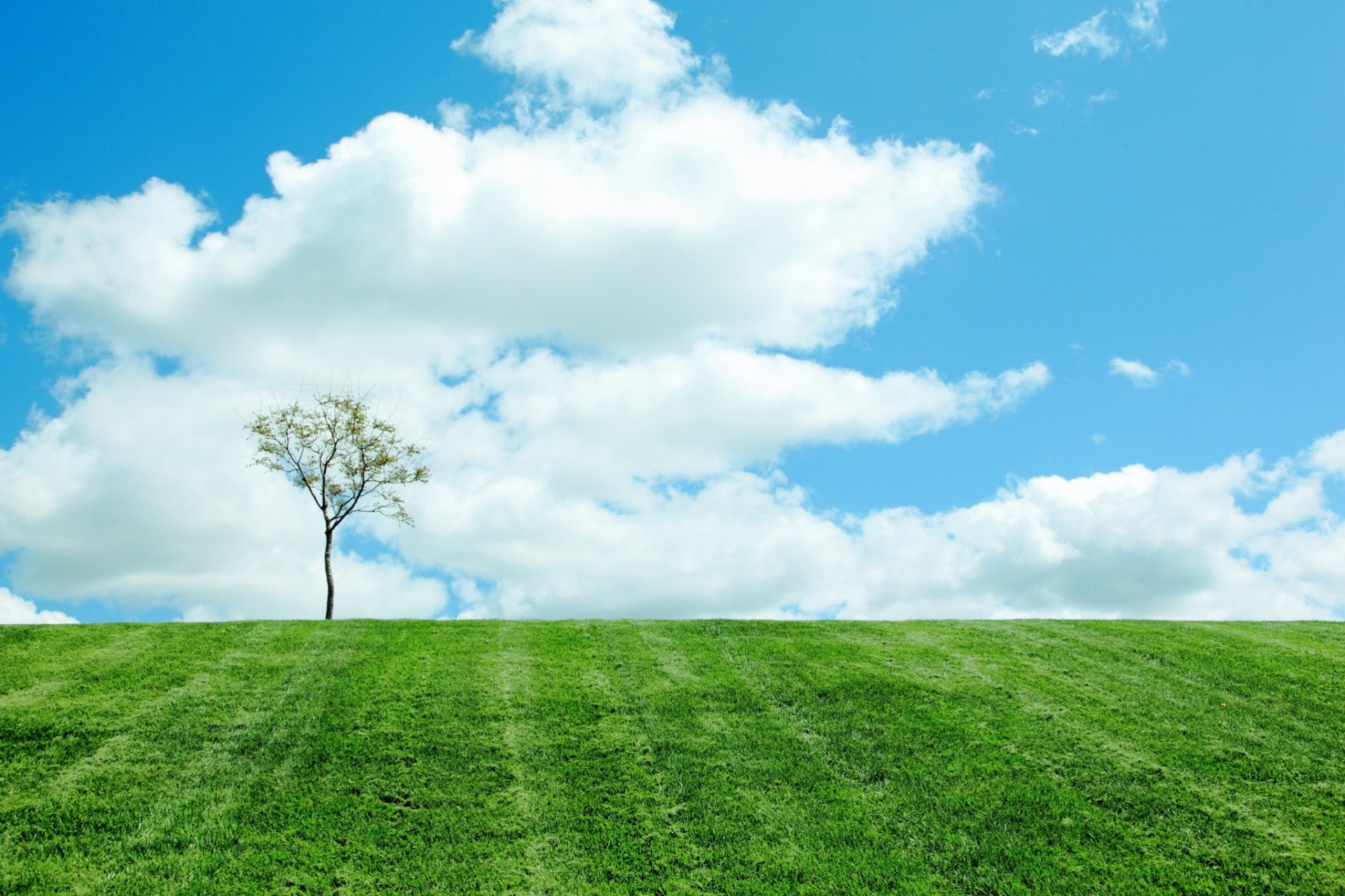 clouds tree nature sky the field spring