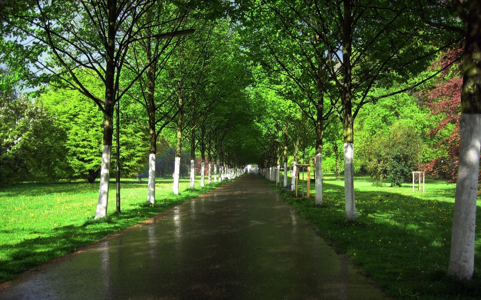 nass bäume asphalt straße reihen gasse garten