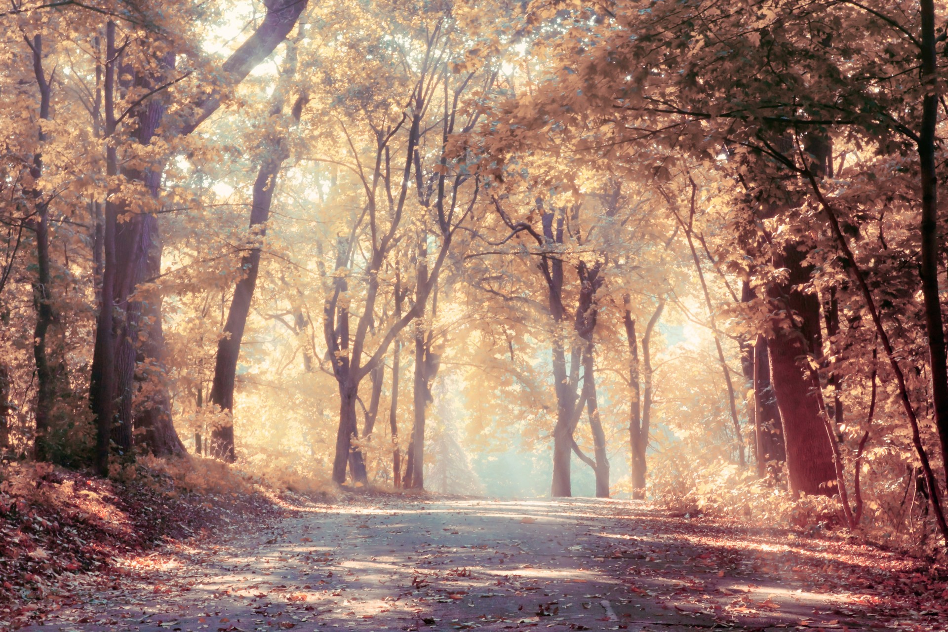 árboles de otoño carretera naturaleza paisaje hoja encantador rayos del sol