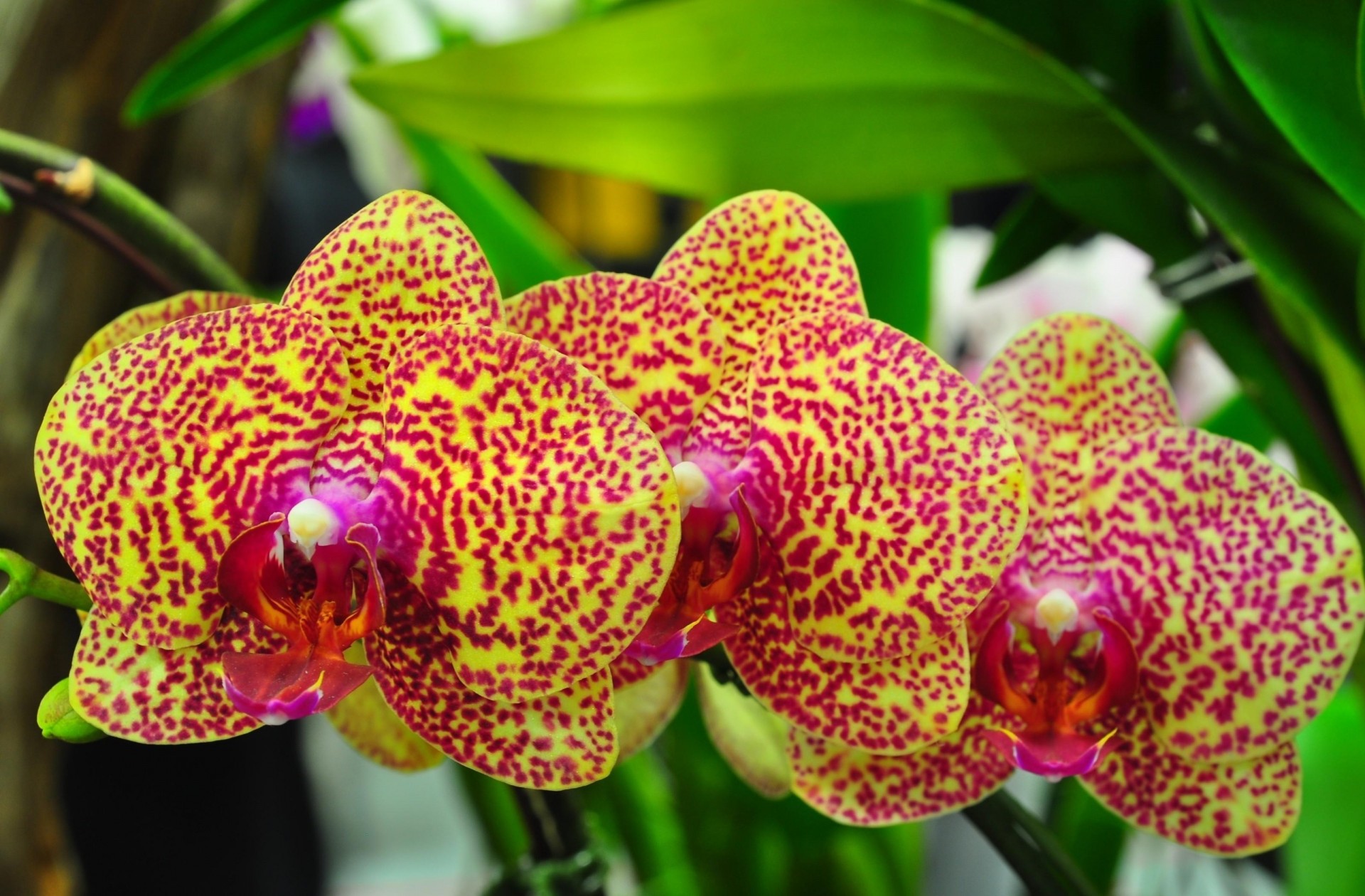 gefleckt orchideen blumen zweig