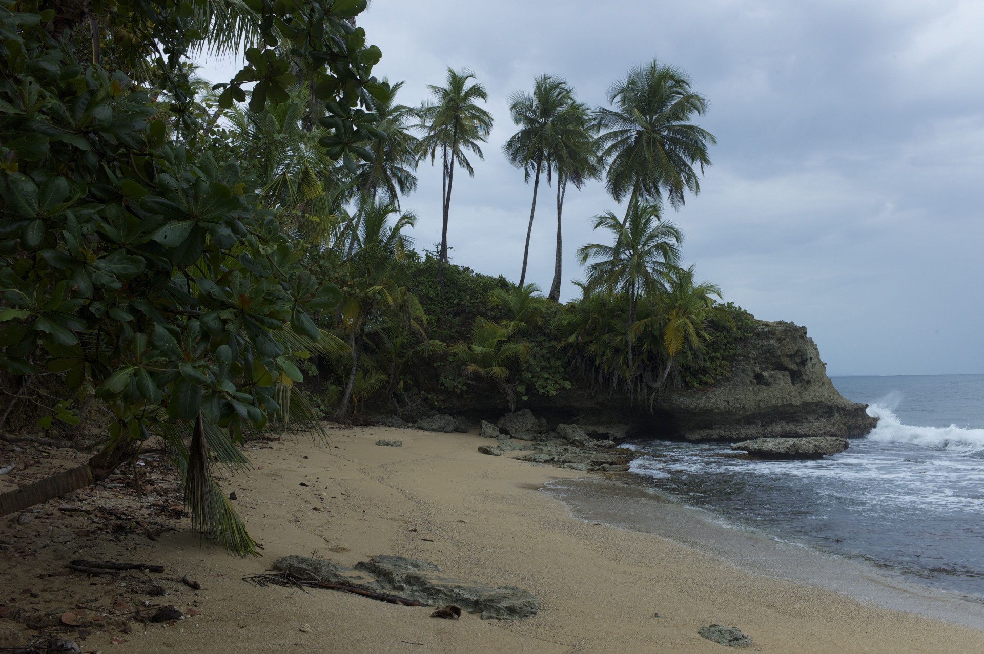 ea landscape beach palm