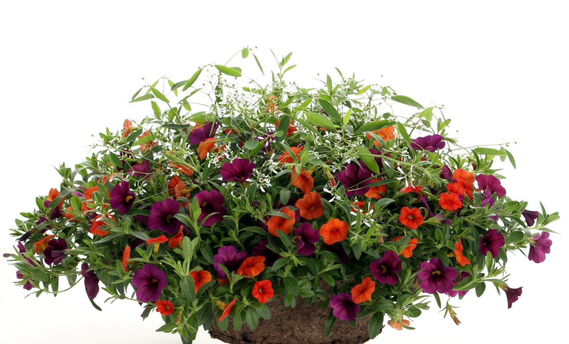 pétunia lumineux fond blanc pots fleurs