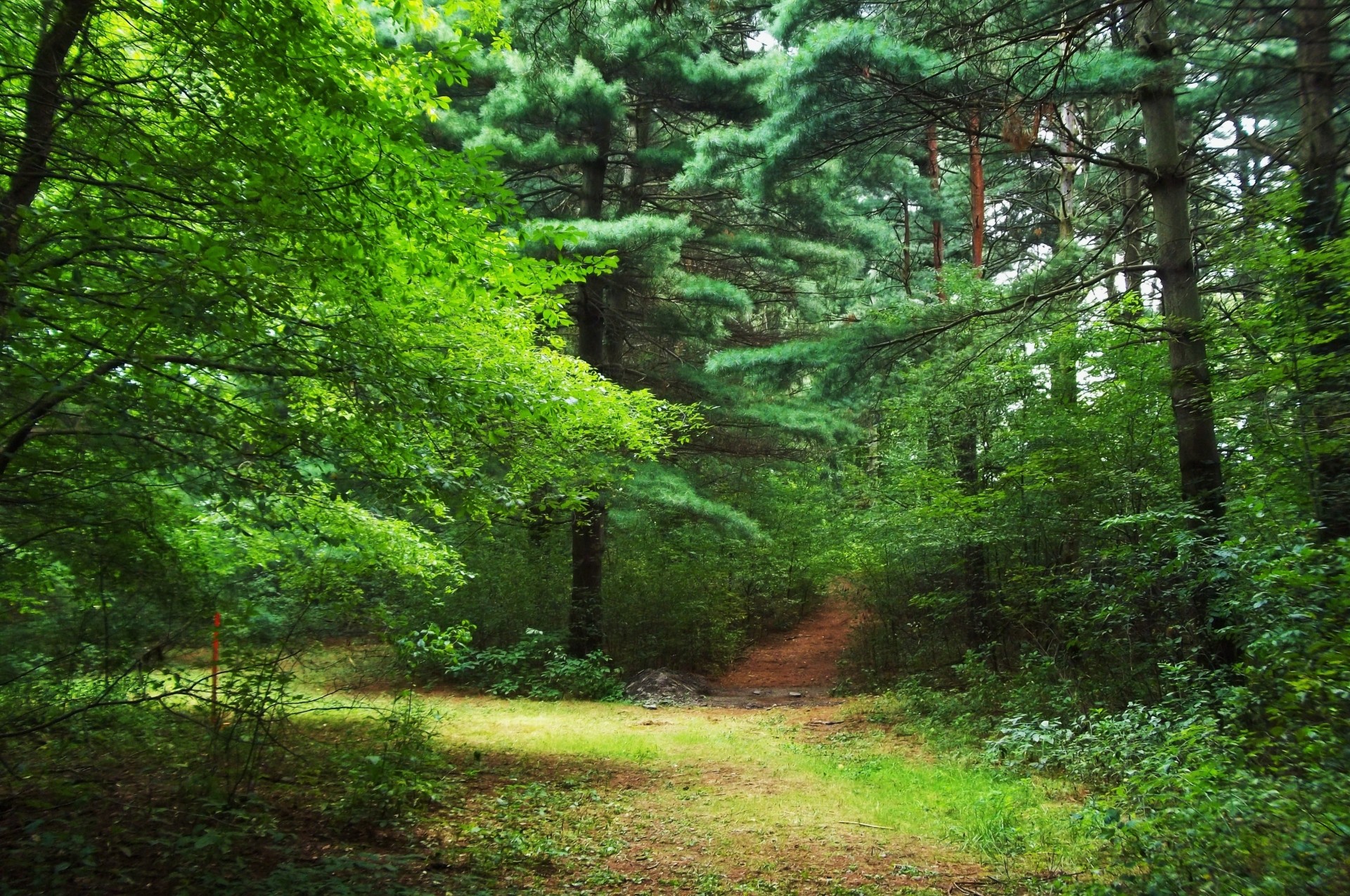 bäume wald natur