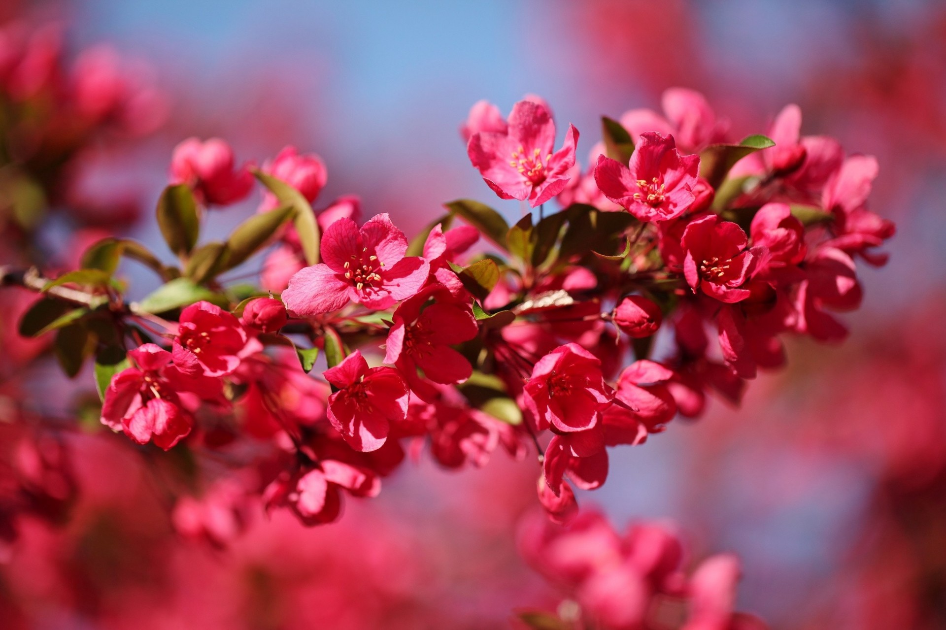 manzana flores rama macro primavera rojo