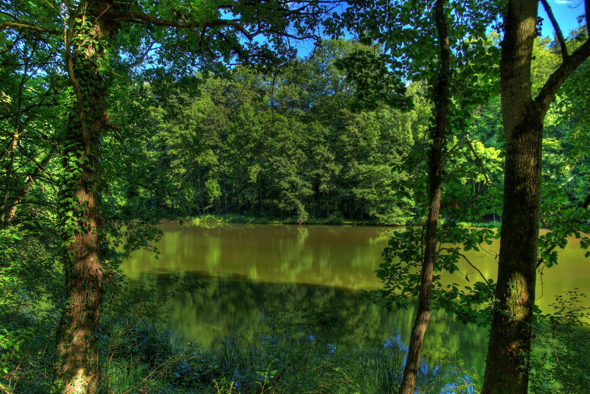 árboles alemania río naturaleza