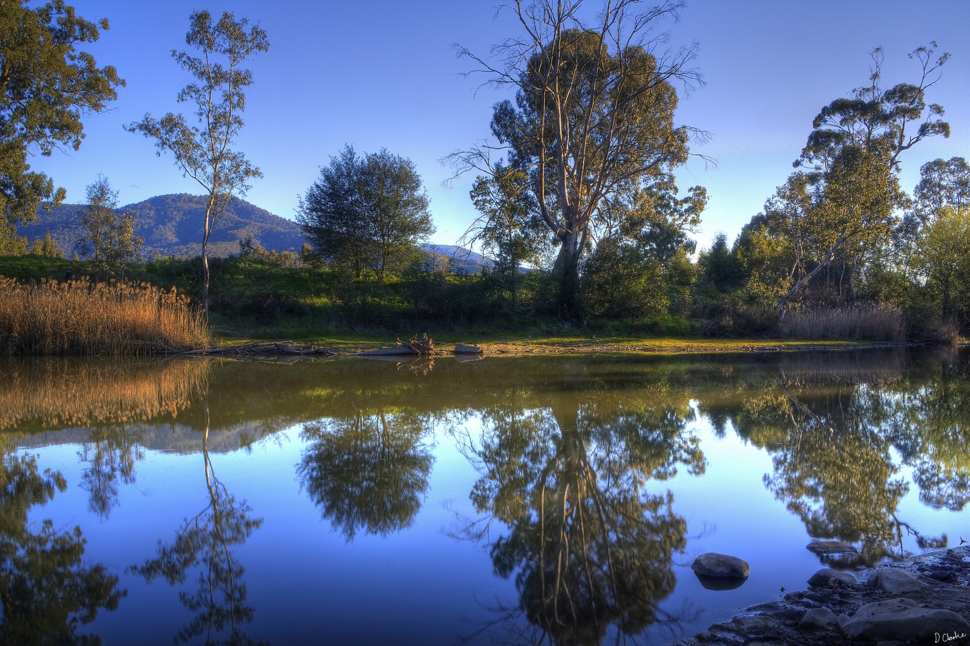 tree landscape river nature