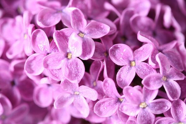 Lilac beautiful bouquet close-up