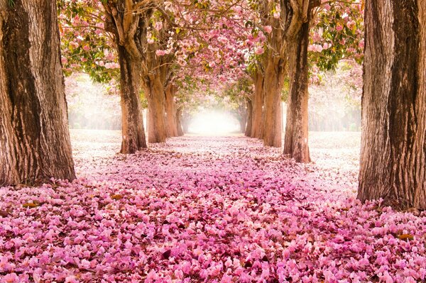 Sakura blüht auf einer Gasse im Park