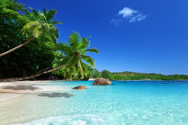 Azure beach with palm trees