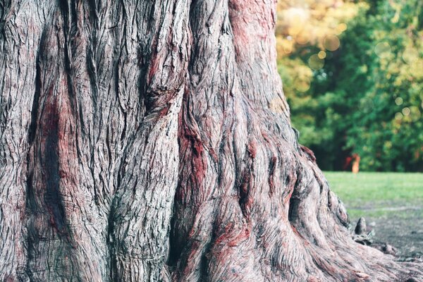 Grande écorce d arbre en gros plan