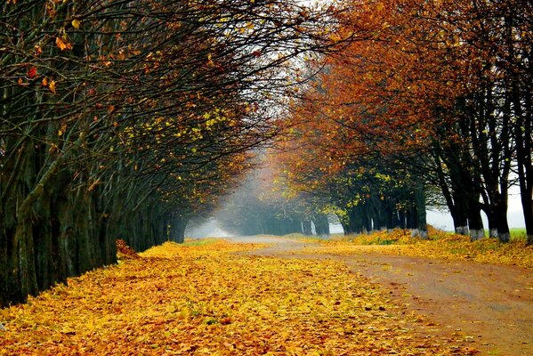 Landscape of a road lined with yellow autumn leaves