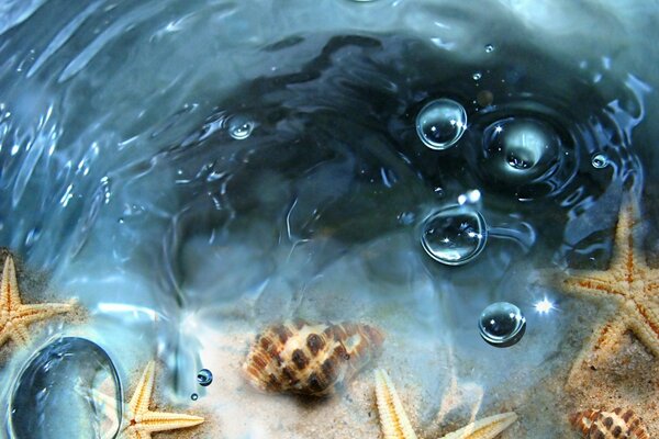 Muscheln und Seesterne im Wasser