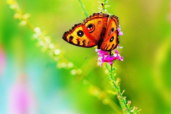 Heller Schmetterling auf grünem Hintergrund