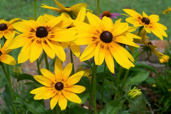 Bright yellow rudbeckia flowers in a flower bed