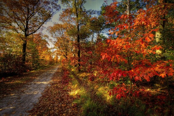 Sentier au milieu de la forêt d automne