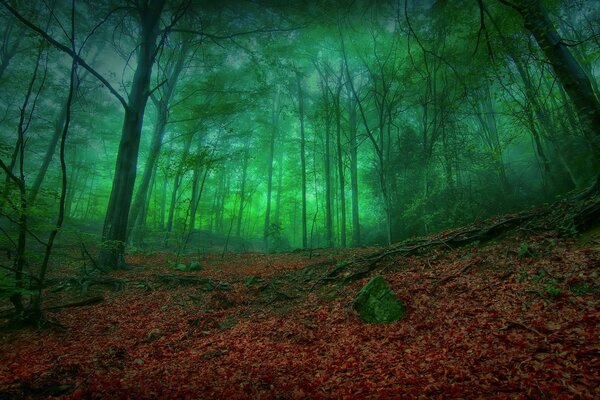 Bosque sombrío. Naturaleza verde