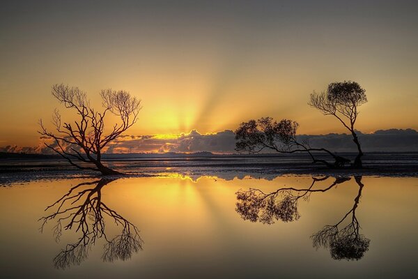 Reflection of trees in the water at sunset