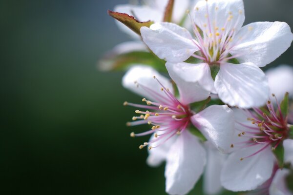 Nahaufnahme der Kirschblüten