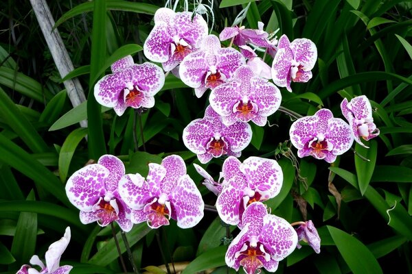 Fiori di orchidea bianca lilla macchiati