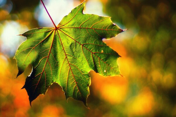 Autumn leaf macro photography of nature