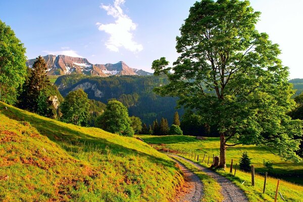 Green tree and grass. Mountains in the background