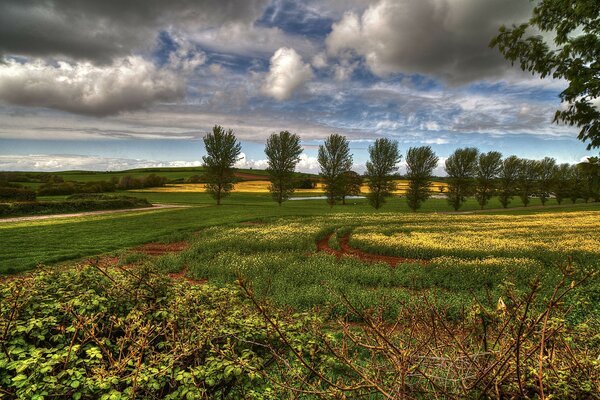 Naturaleza campo contra el cielo horizonte árboles