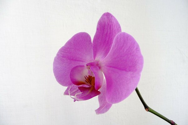 Orchid with a stem on a white background