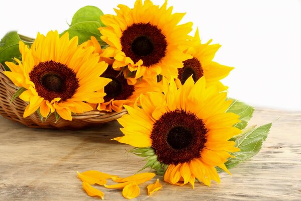 Yellow sunflowers photo wallpapers and leaves