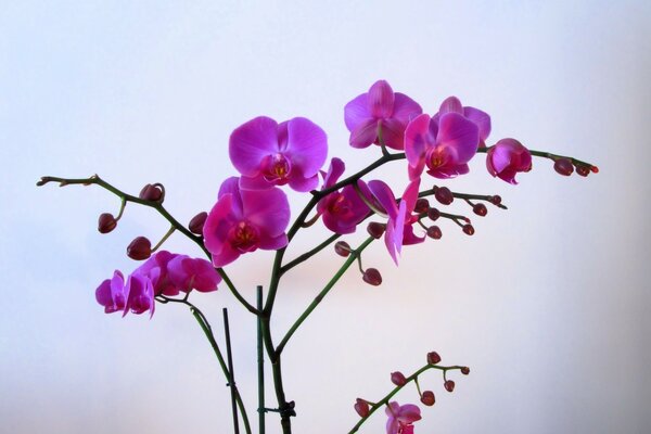 Orquídea phalaenopsis sobre fondo blanco