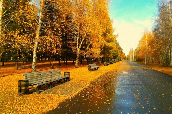 Bancs et route dans la belle forêt d automne