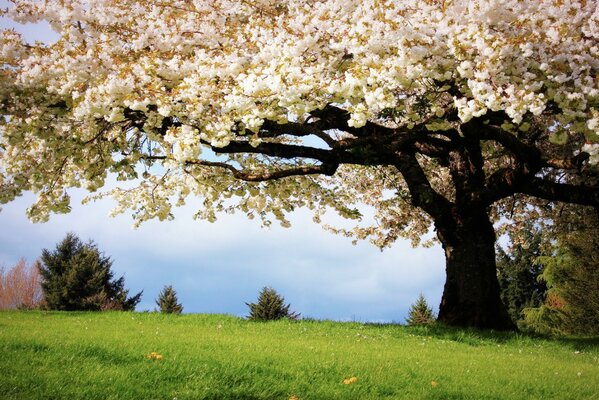 Cherry blossoms. Green grass