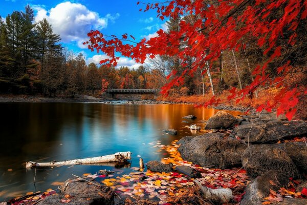 Herbstpanorama des roten Waldes spiegelt sich im Wasser wider