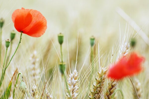 Campo de verano con trigo y amapolas