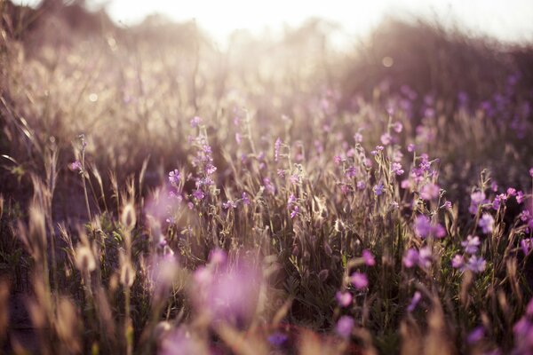 Zarte lila Blüten in der Natur