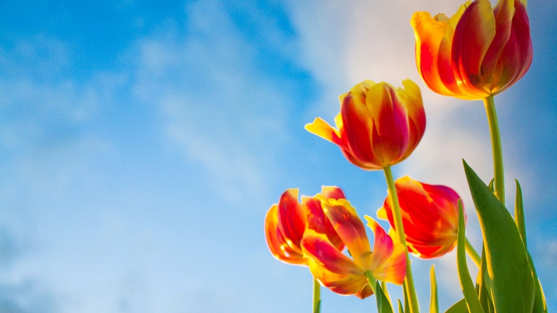 fleurs plein écran grand écran fond papier peint ciel tulipes