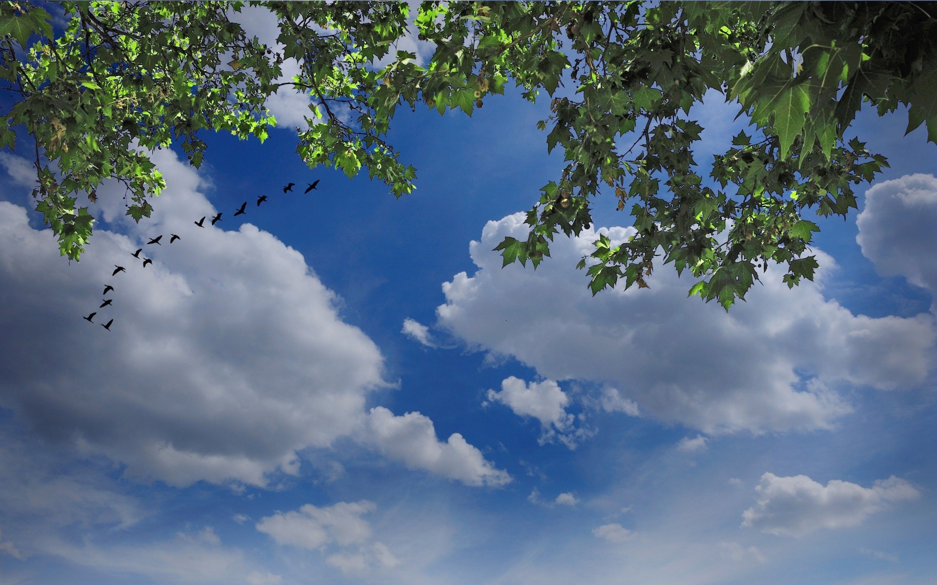 ky nature clouds bird