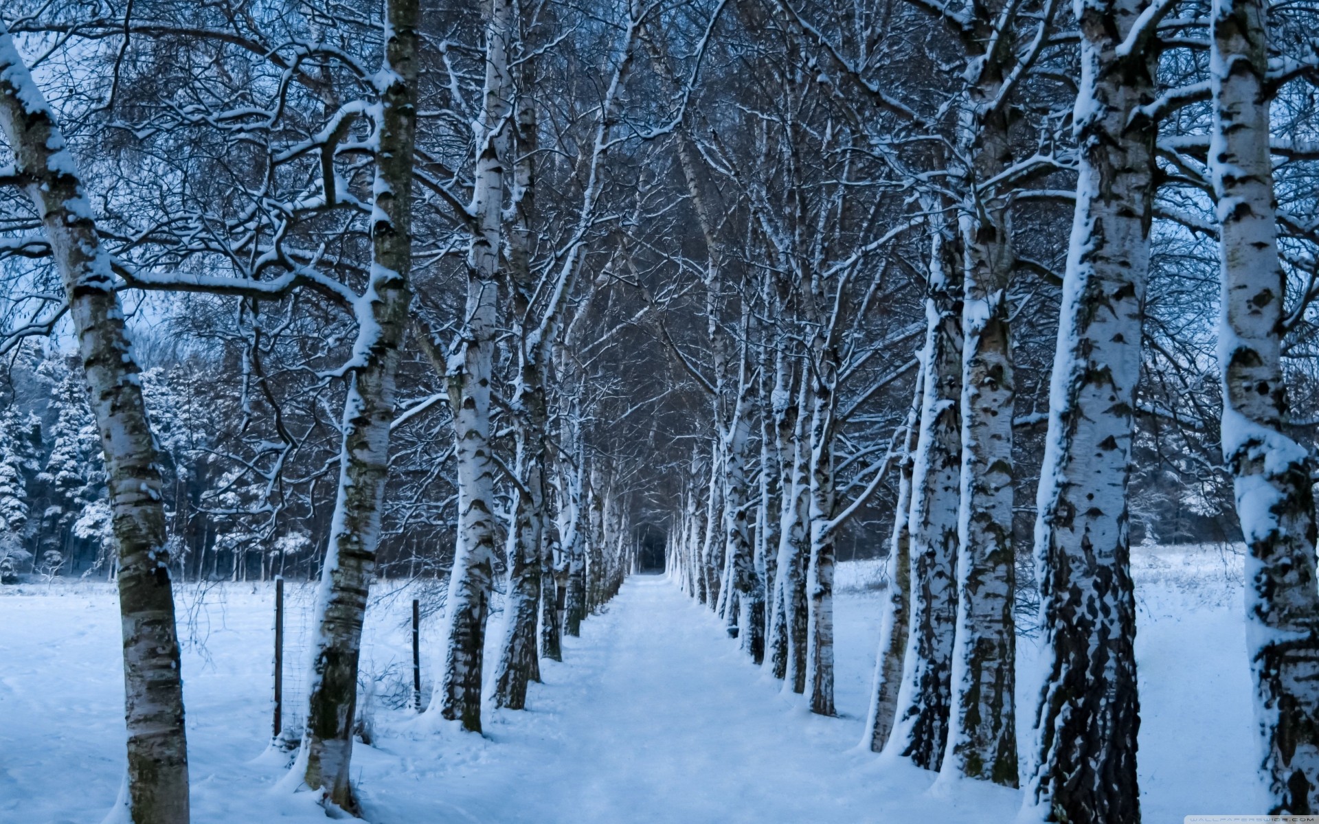 winter alley palm birch