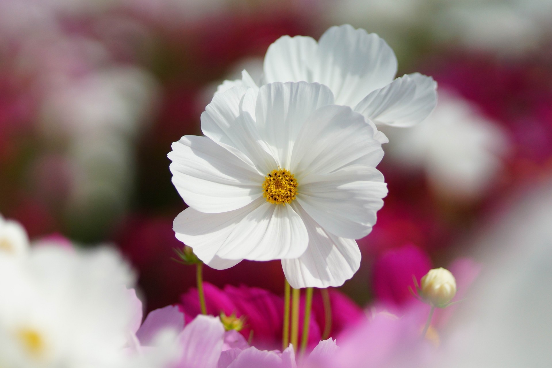 field flowers pink macro white