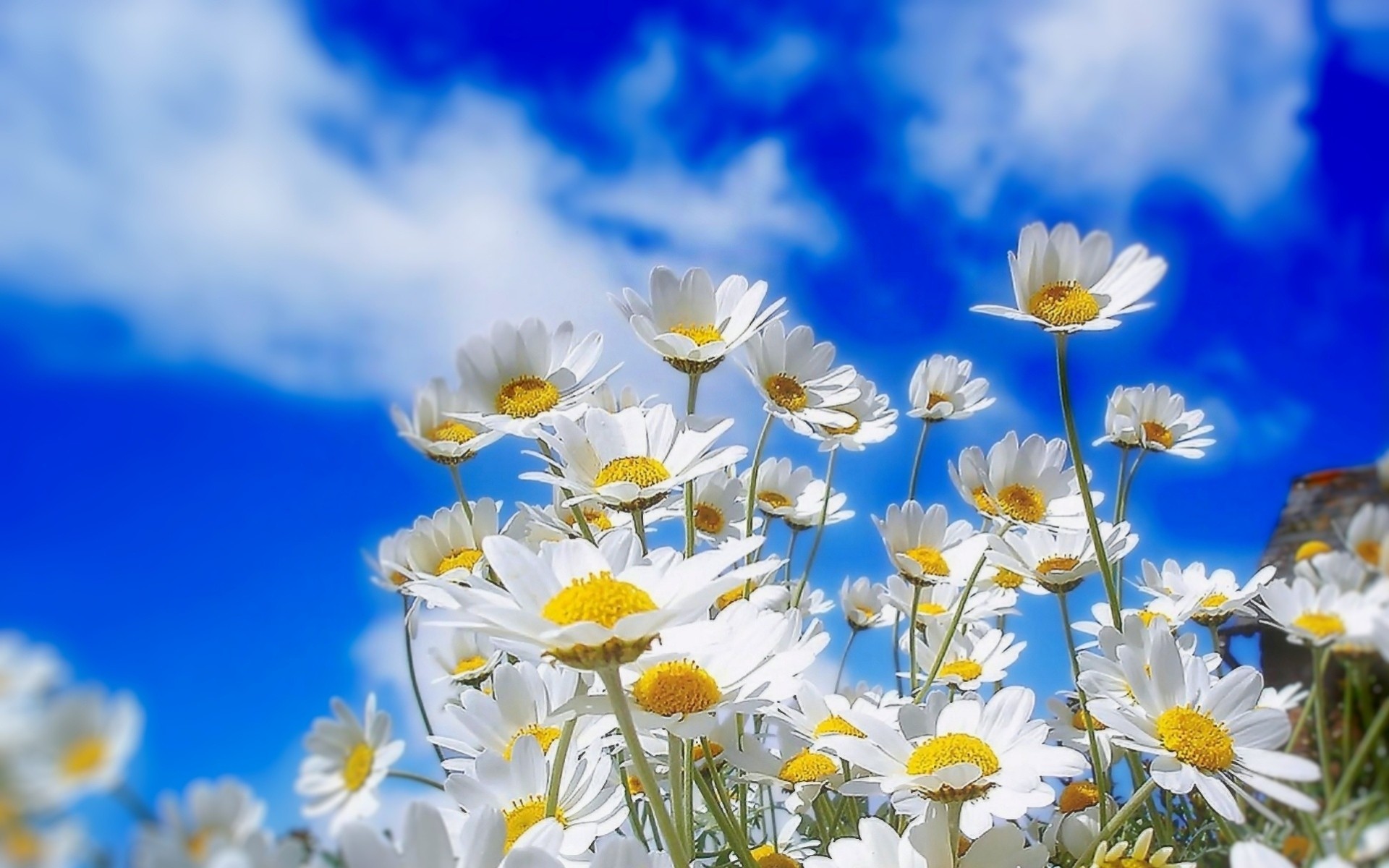 chamomile plant flower