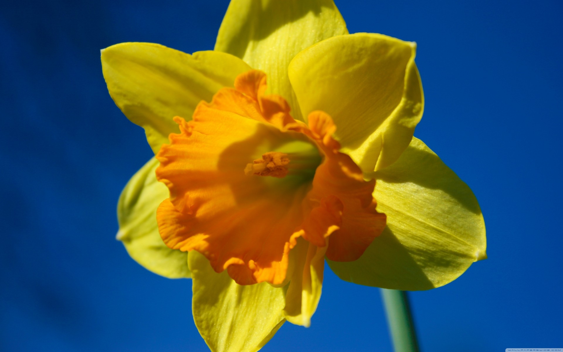 narzisse blumen makro frühling blau makro blume frühling gelb blauer himmel