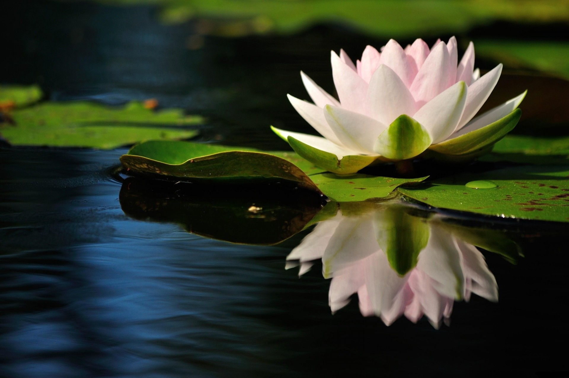 reflexion blatt lilien oberfläche wasser