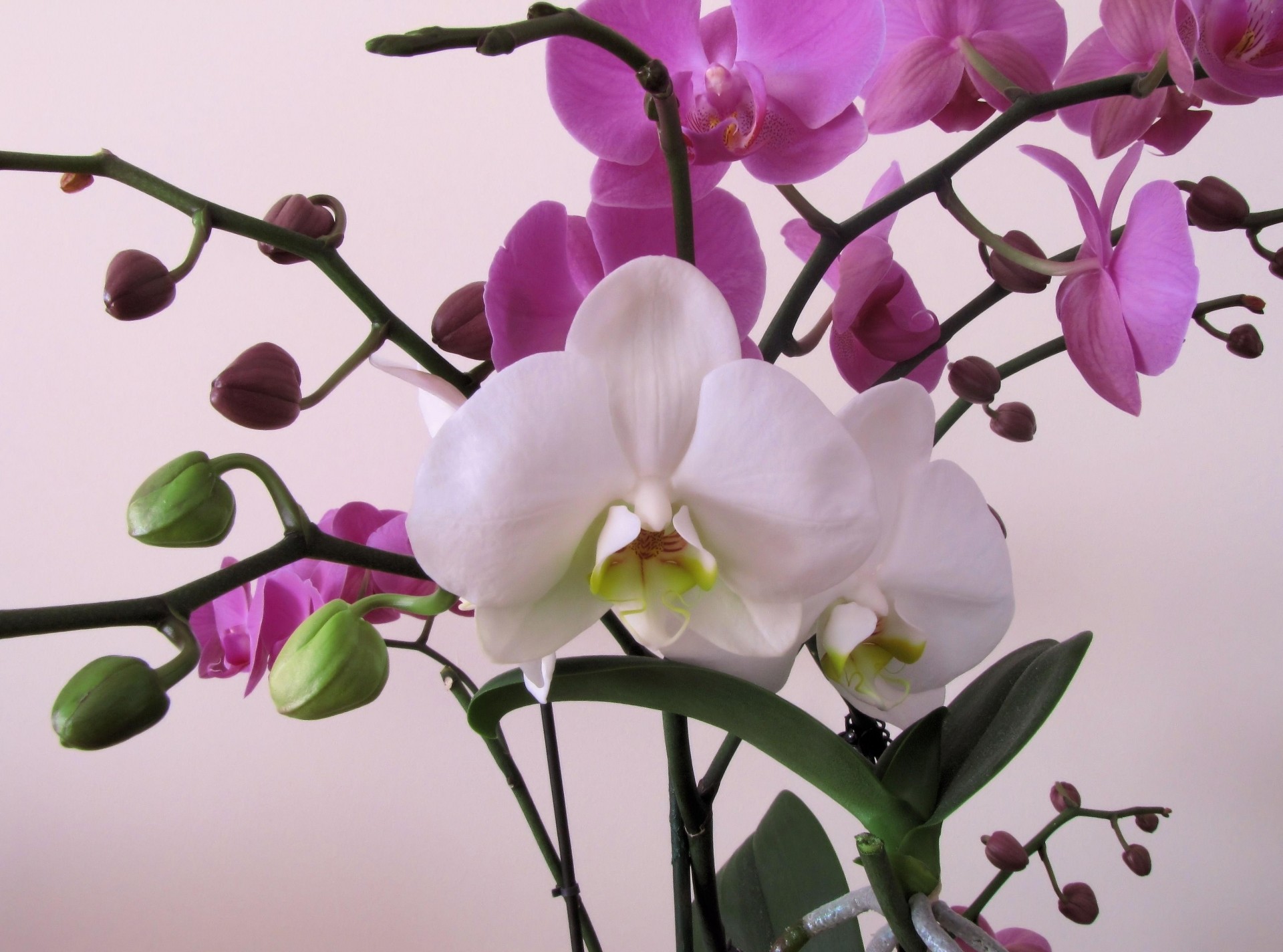 blume zweige makro orchidee