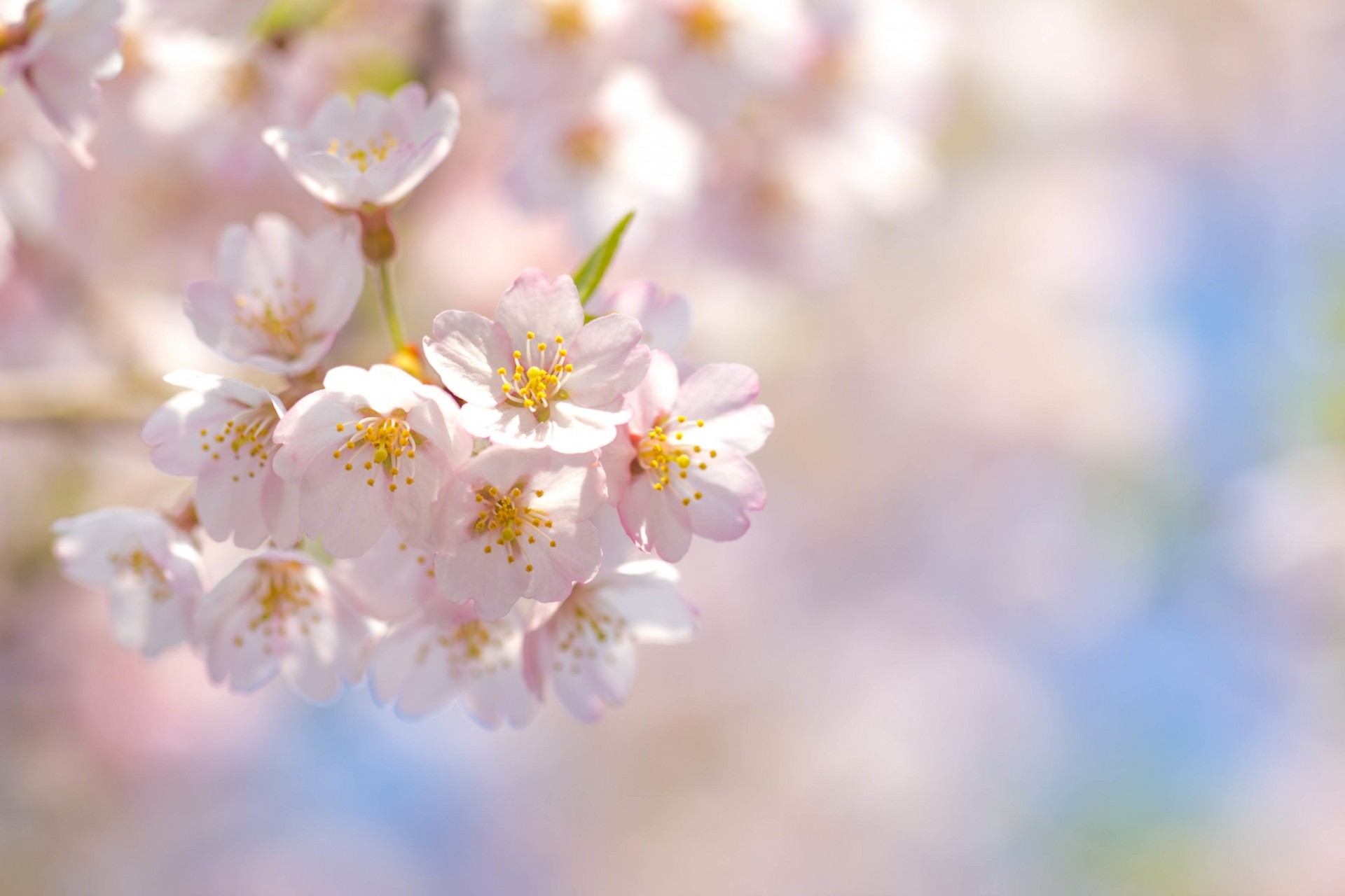 kwiaty wiosna różowy niebo kwitnienie sakura gałąź płatki