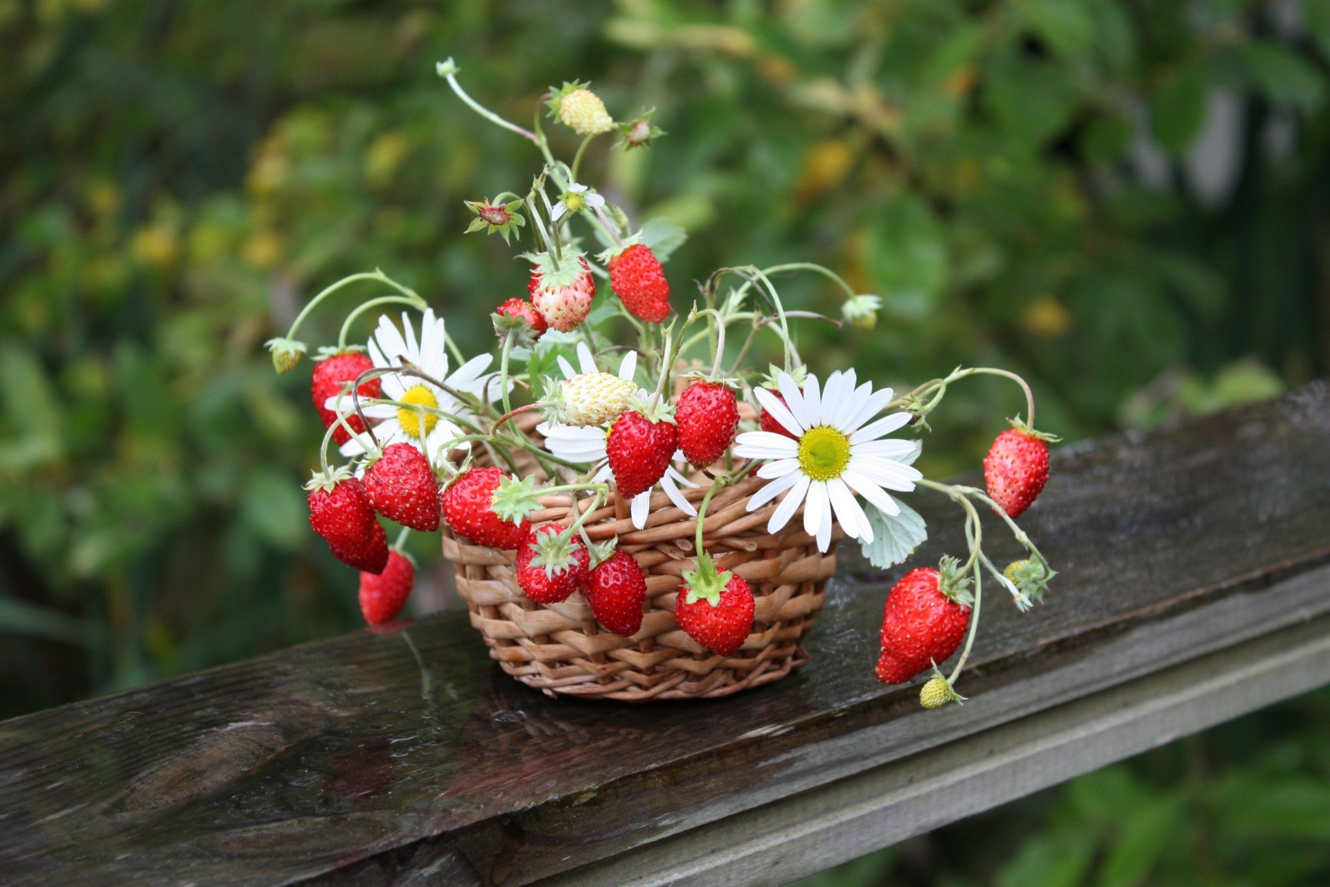 fragole margherite bacche fiori cestino