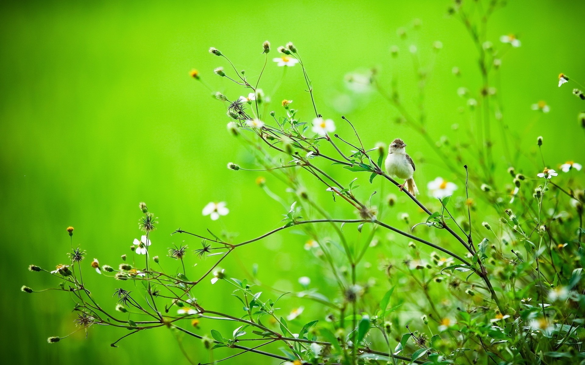 oiseaux été branches nature